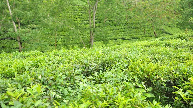 মজুরি বৃদ্ধির দাবিতে সারা দেশে কর্মবিরতি চা শ্রমিকদের