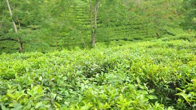 মজুরি বৃদ্ধির দাবিতে সারা দেশে কর্মবিরতি চা শ্রমিকদের