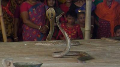 ঝিনাইদহে অনুষ্ঠিত হলো ঐতিহ্যবাহী সাপের খেলা