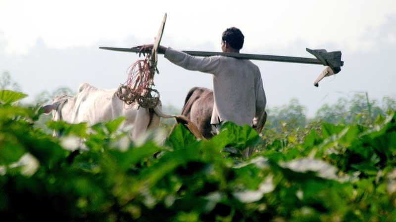 ফসলের ন্যায্যমূল্য নিশ্চিতে বাজার ব্যবস্থাপনায় জোর দিচ্ছে সরকার