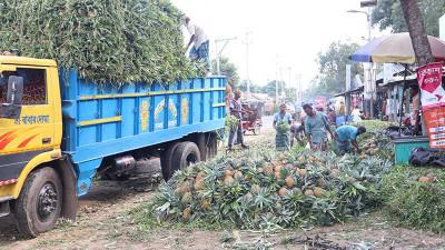 রাসায়নিকের অতি ব্যবহার মধুপুরের আনারসে