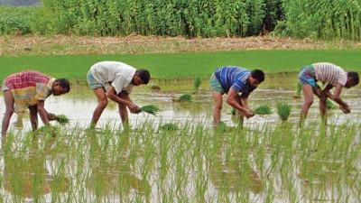 যশোরে আমন উৎপাদনে কৃষকের খরচ বাড়ল