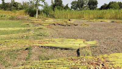 জয়পুরহাটে পানির অভাবে পাট জাগ দিতে পারছেন না কৃষক