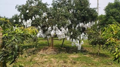 রাজশাহীতে ভ্যাপার হিট ট্রিটমেন্ট প্লান্ট চালুর উদ্যোগ