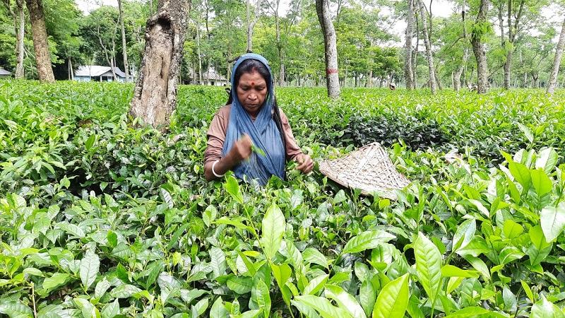 কাজে যোগ দিয়েছেন মৌলভীবাজারের চা-শ্রমিকরা