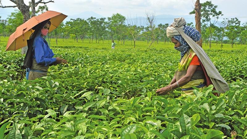 মজুরি বৃদ্ধির সঙ্গে বাড়তে শুরু করেছে চায়ের দাম