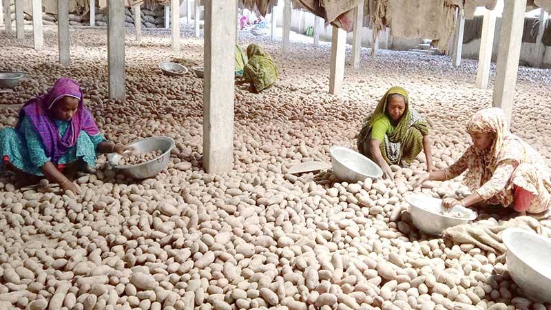 জয়পুরহাটে আলু নিয়ে বিপাকে চাষী ব্যবসায়ী হিমাগার মালিকরা