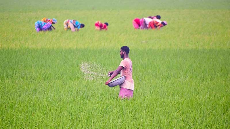 বগুড়ায় আমনের বাম্পার ফলনের আশা