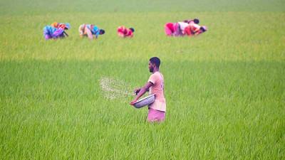 বগুড়ায় আমনের বাম্পার ফলনের আশা