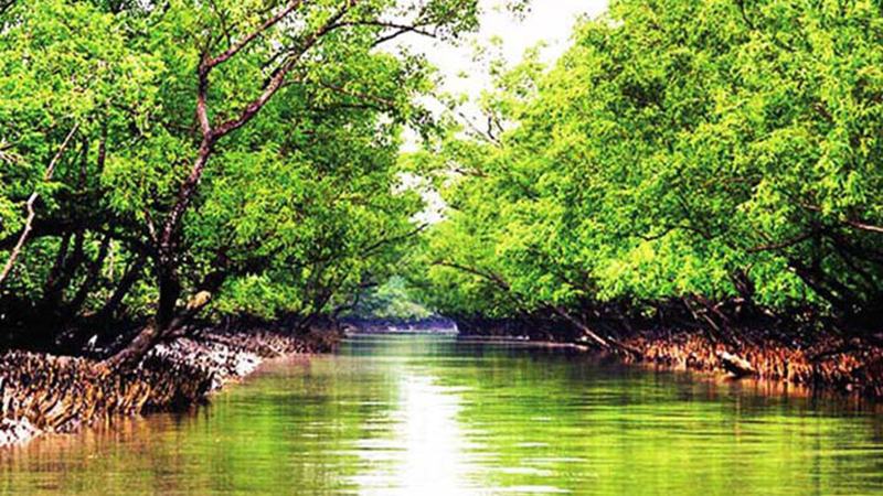 তিন মাস পর উন্মুক্ত সুন্দরবনের দ্বার