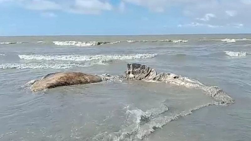 কুয়াকাটায় ভেসে এল বেলিন প্রজাতির মৃত তিমি
