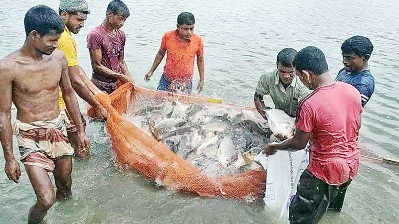 জীবন্ত মাছ সরবরাহ বদলে দিয়েছে নাটোরের অর্থনীতি