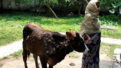 ছড়িয়ে পড়া লাম্পিতে গরুর খামারে বিপর্যয়ের শঙ্কা