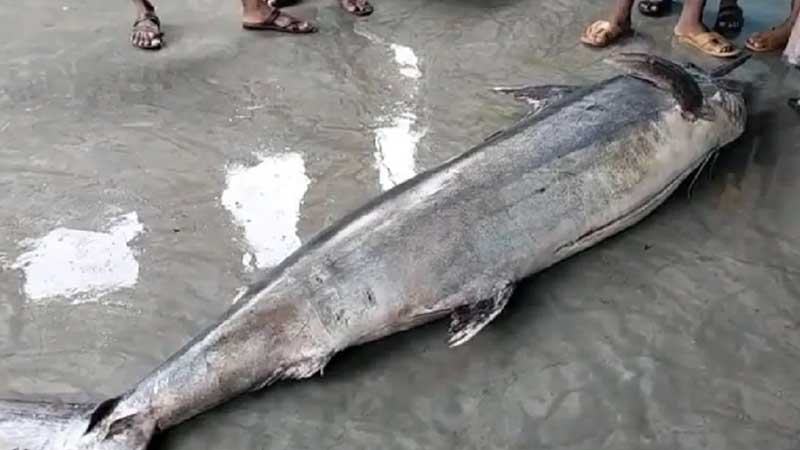 জালে ১৮৫ কেজির পাখি মাছ