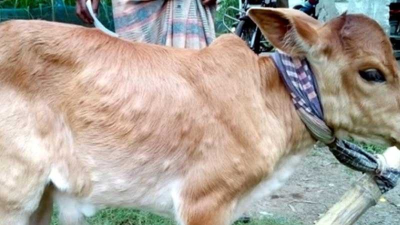 ফুলবাড়ীতে লাম্পি রোগে মরছে গরু