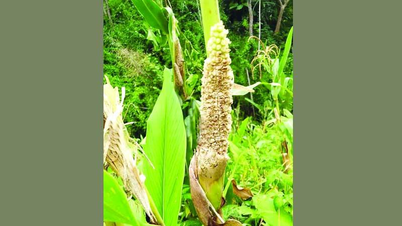 জুম ধান গিলছে বুনো ইঁদুর
