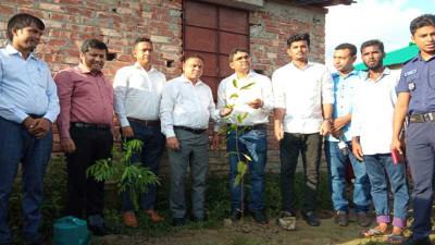 নোয়াখালীতে মুজিব বর্ষের ঘরের আঙিনায় বৃক্ষরোপণ