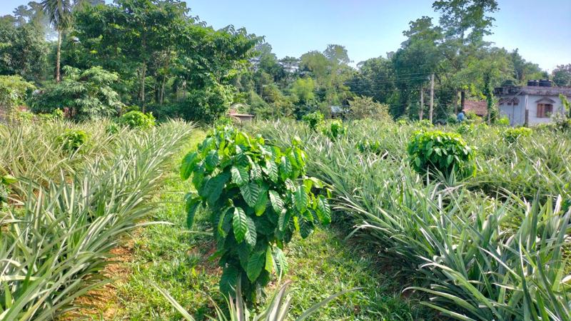 সিলেটের অনাবাদি টিলা ভূমিতে কফি চাষের সম্ভাবনা