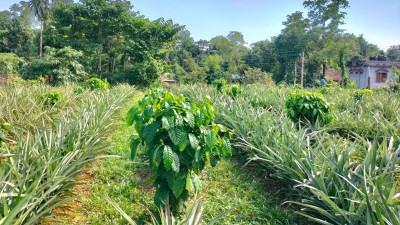 সিলেটের অনাবাদি টিলা ভূমিতে কফি চাষের সম্ভাবনা