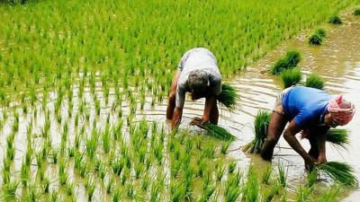 আমনের কাঙ্ক্ষিত ফলন নিয়ে শঙ্কায় কৃষক