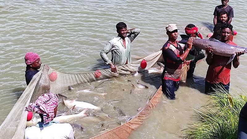 স্বপ্ন দেখাচ্ছে ভিনদেশী মাছ