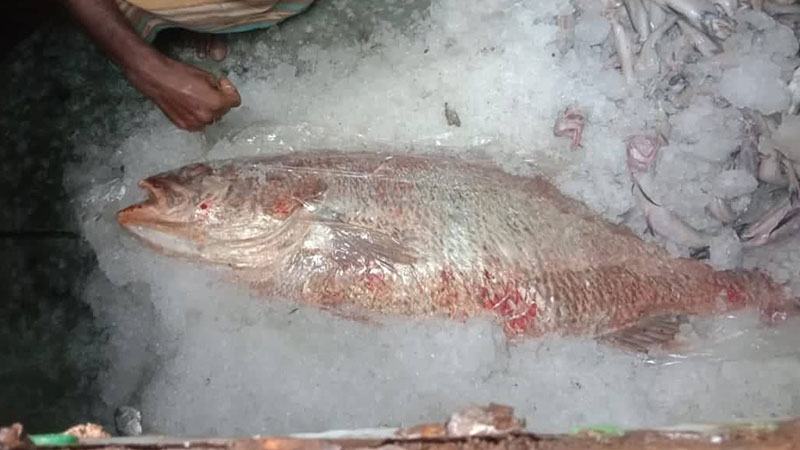 পিরোজপুরে জেলের জালে ৩৩ কেজি ওজনের ভোল মাছ