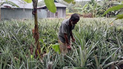মধুপুরে বিষমুক্ত আনারস চাষে ঝুঁকছেন চাষীরা