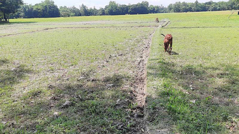 মিরসরাইয়ে আমন আবাদ হয়নি ৮৫০ হেক্টর জমিতে
