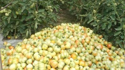 সাতক্ষীরায় গ্রীষ্মকালীন টমেটো চাষে আগ্রহ বাড়ছে কৃষকের