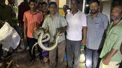 শ্রীমঙ্গলে বসতঘর থেকে অজগর উদ্ধার