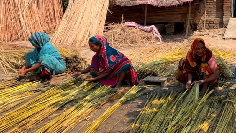 চাঁপাইনবাবগঞ্জে বেড়েছে পাট চাষের জমি