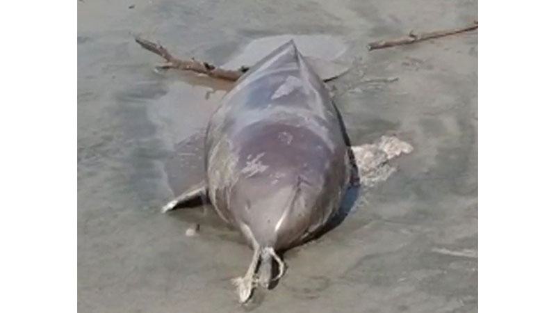 কুয়াকাটা সৈকতে ভেসে এল মৃত ডলফিন