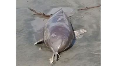 কুয়াকাটা সৈকতে ভেসে এল মৃত ডলফিন
