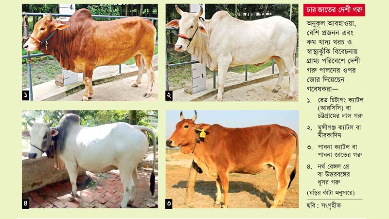অবাধ সংকরায়নে হারাতে বসেছে দেশী গরুর জাত