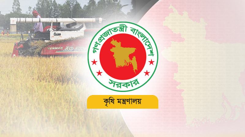 কাজী পেয়ারার স্বাদ বৃদ্ধি কাঁঠালের আকার ছোট করতে কাজ চলছে