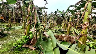 কলাগাছ কাটল দুর্বৃত্তরা
