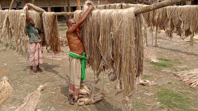 সাতক্ষীরায় পাট উৎপাদন করে লোকসানে কৃষক