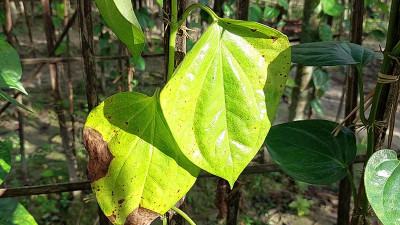 ক্ষতির মুখে হিলির পানচাষীরা