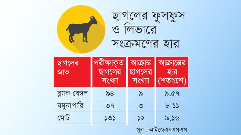 ৯ শতাংশ ছাগলের ফুসফুস লিভারে মিলছে সংক্রমণ