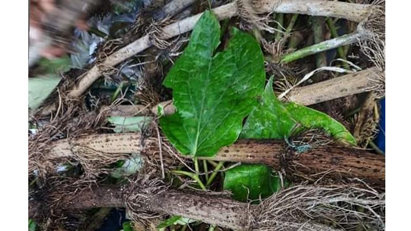 খুলনার চইঝালে মিষ্টি স্বপ্ন দেখছেন কৃষক