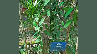 ভ্যানিলা চাষ ছড়িয়ে দিতে চান কৃষি বিজ্ঞানীরা