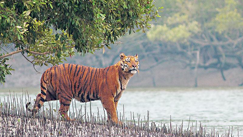 সুন্দরবনে ডিসেম্বরে বাঘশুমারি