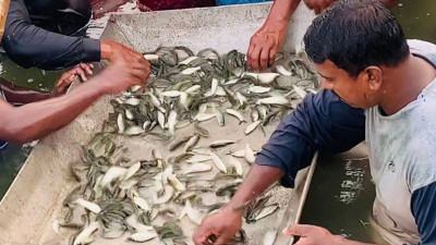 সাতক্ষীরায় জি-৩ জাতের রুই মাছ চাষ বাড়ছে
