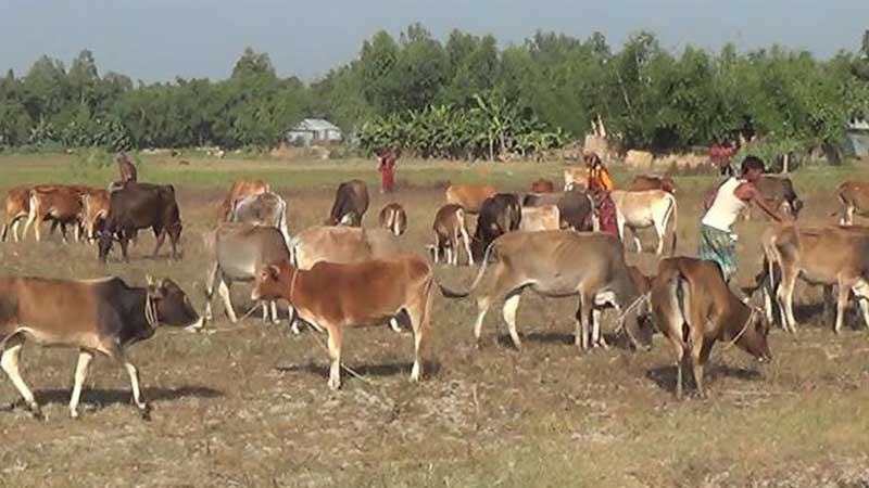 গরু পালনই কুড়িগ্রামের চরবাসীর ভরসা