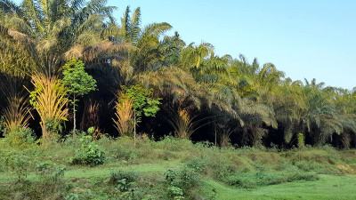 পাম চাষ করে হতাশ সিলেটের উদ্যোক্তারা