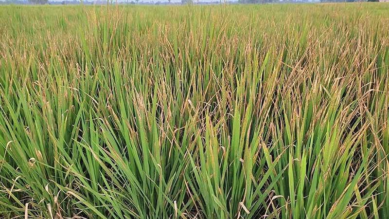 নওগাঁয় ৭৬ হাজার হেক্টর জমির ধান ক্ষতির শঙ্কা