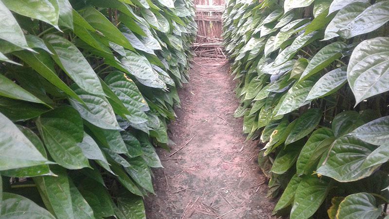 কুষ্টিয়ার পান চাষের আওতা বাড়ছে, যাচ্ছে বিদেশে