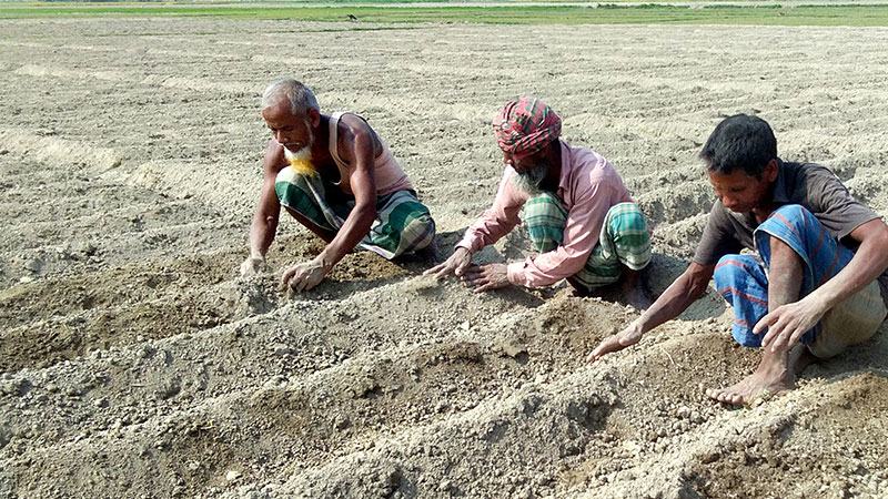 বগুড়ায় ১২ লাখ টন আলু উৎপাদনে কৃষকের প্রস্তুতি