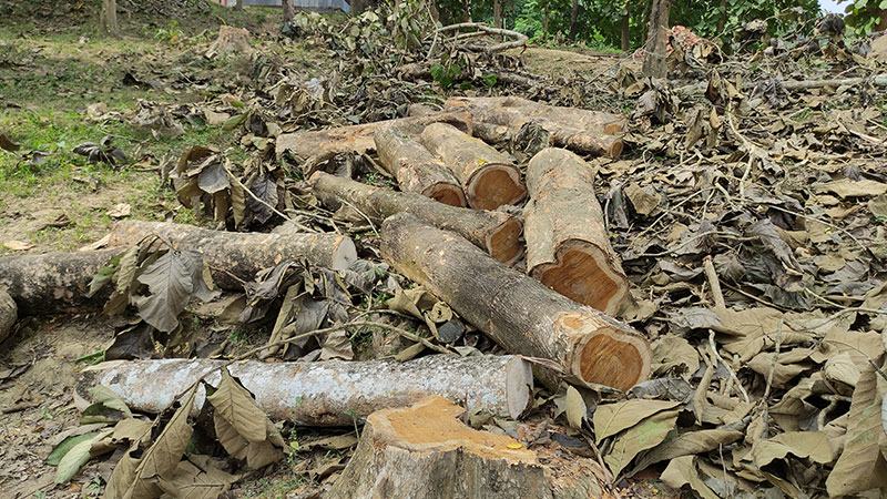 বান্দরবানে অনুমোদন ছাড়াই বিদ্যালয়ের গাছ বিক্রি