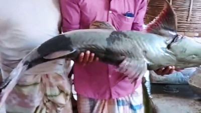 ব্রহ্মপুত্রে জাল ফেলতেই উঠে এল ৩৫ কেজির বাঘাইড় মাছ